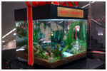 
�a�U�ӳ� Aqua Forest Setting