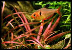 150cm Chill Out Island
Hyphessobrycon callistus