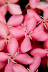 Macro 20060924 003