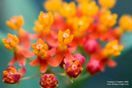 Macro 20060924 005