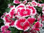 DSCF0818