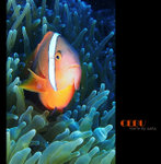 cebu_200611_02