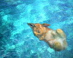 swimming