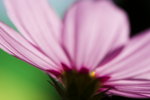 20090314Flower-196