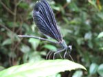 Img_6431