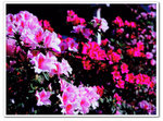 nEO_IMG_2735-004