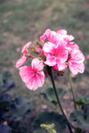 _MG_2142A