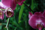 _MG_2195A