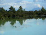 


0503 Rotorua Wonderline_Taupo_Turagi 03
悠闲的野鸭子在以后的旅途中随处可见。