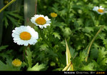 DSCN4376