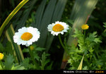 DSCN4377