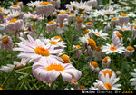 DSCN4390