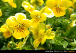DSCN4401