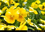 DSCN4403