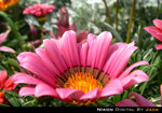 DSCN4411