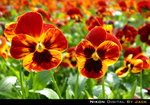 DSCN4415
