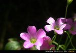 DSCN4805