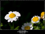IMG_1481