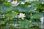 IMG_3886