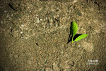 IMG_7144a