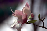 IMG_8226.CR2
