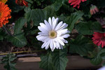 IMG_8234.CR2