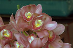 IMG_8494.CR2