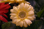 IMG_8495.CR2