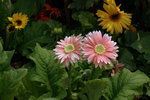 IMG_8497.CR2