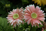 IMG_8498.CR2