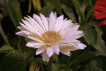 IMG_8499.CR2