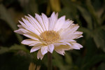 IMG_8501.CR2