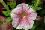 IMG_8505.CR2