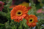 IMG_8506.CR2
