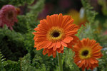 IMG_8507.CR2