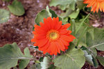 IMG_8509.CR2