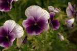 IMG_8510.CR2