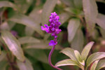 IMG_8511.CR2