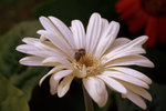IMG_8513.CR2