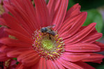 IMG_8514.CR2