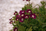 IMG_8517.CR2