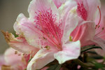 IMG_8520.CR2