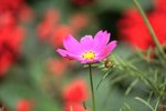 IMG_4633