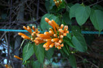 IMG_7132.CR2