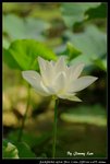 _J208778a