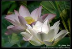 _J208888a