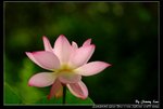 _J208706