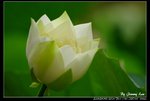 _J208726