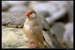 _J207285