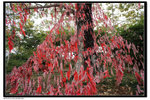 DSC05636r